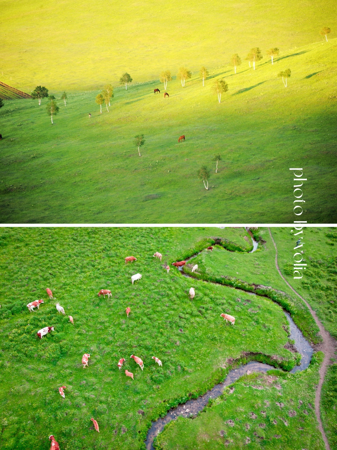 青海海北：草场、林地生态管护率达100%