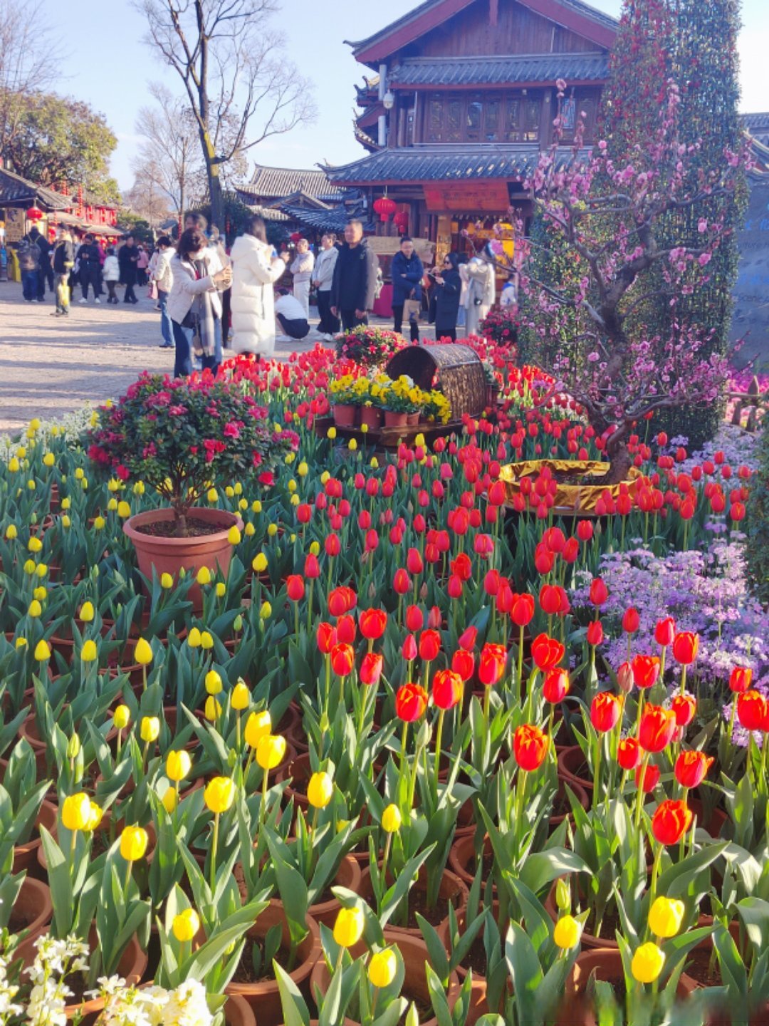 （新春走基层）桂林訾洲郁金香盛放 花海迎春年味浓