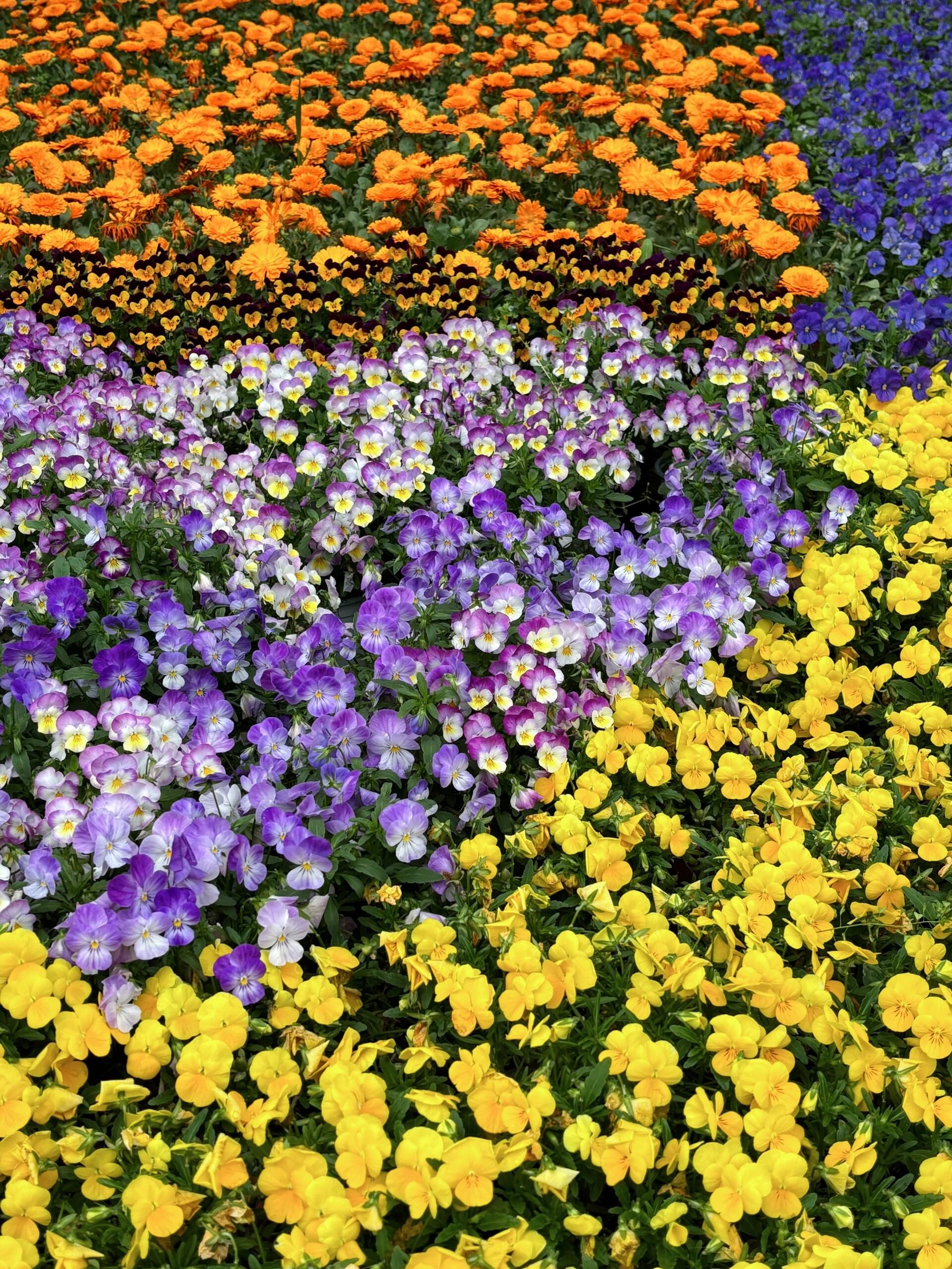 （新春走基层）桂林訾洲郁金香盛放 花海迎春年味浓