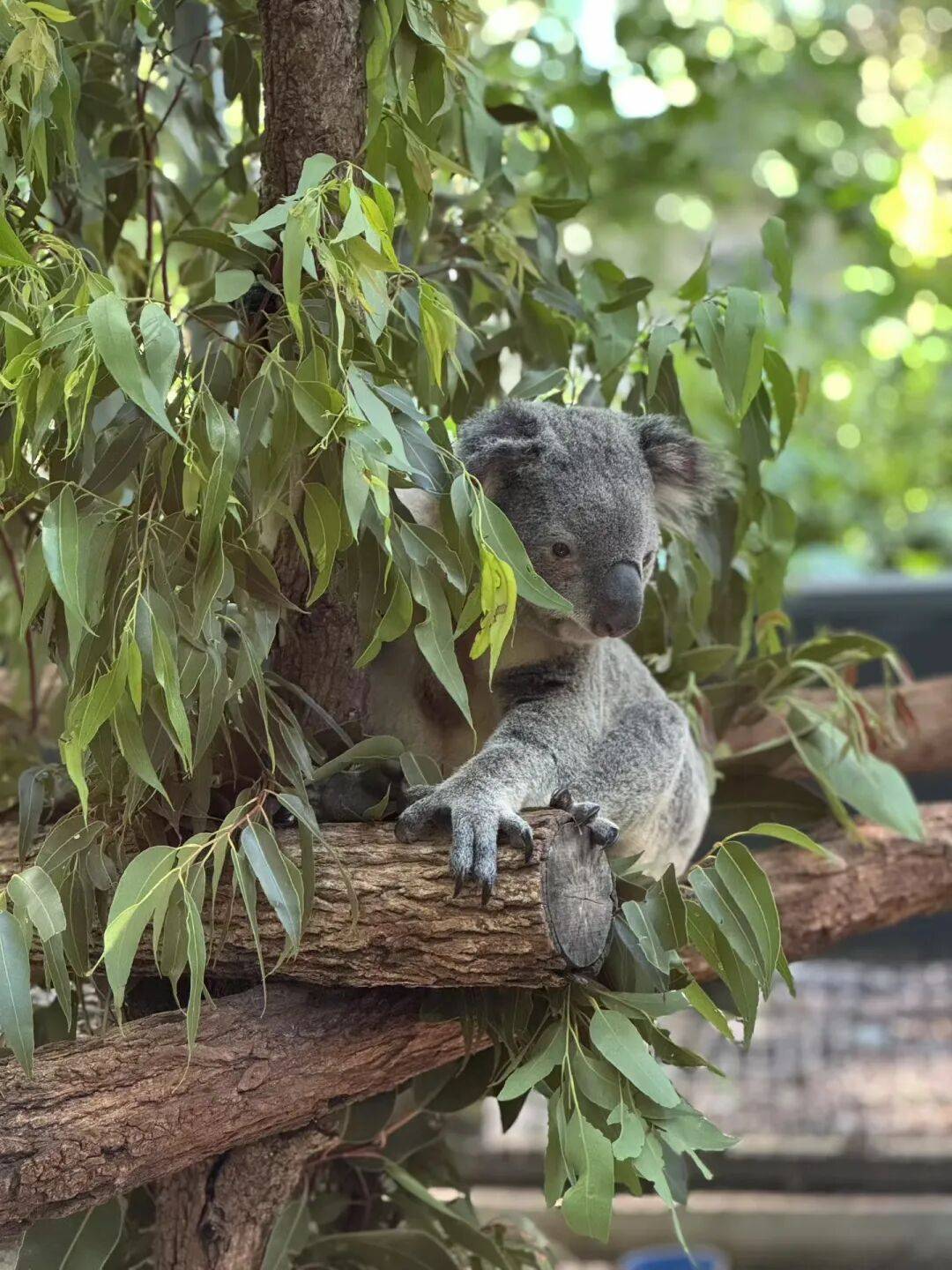澳大利亚大熊猫饲养员：“星秋”和“怡兰”是我们的家人