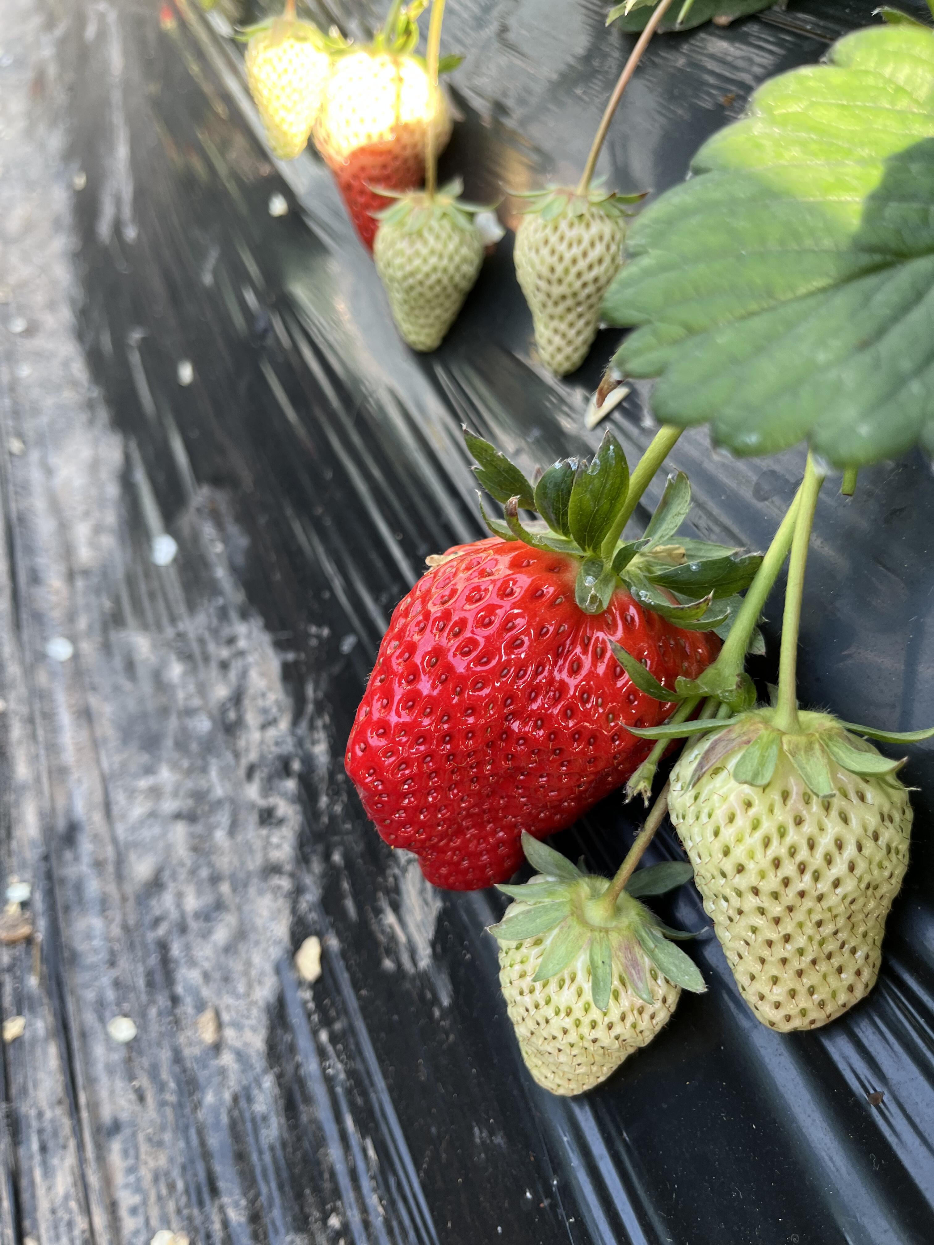 长春冰雪游,春节热度再飙升! | 新春e线