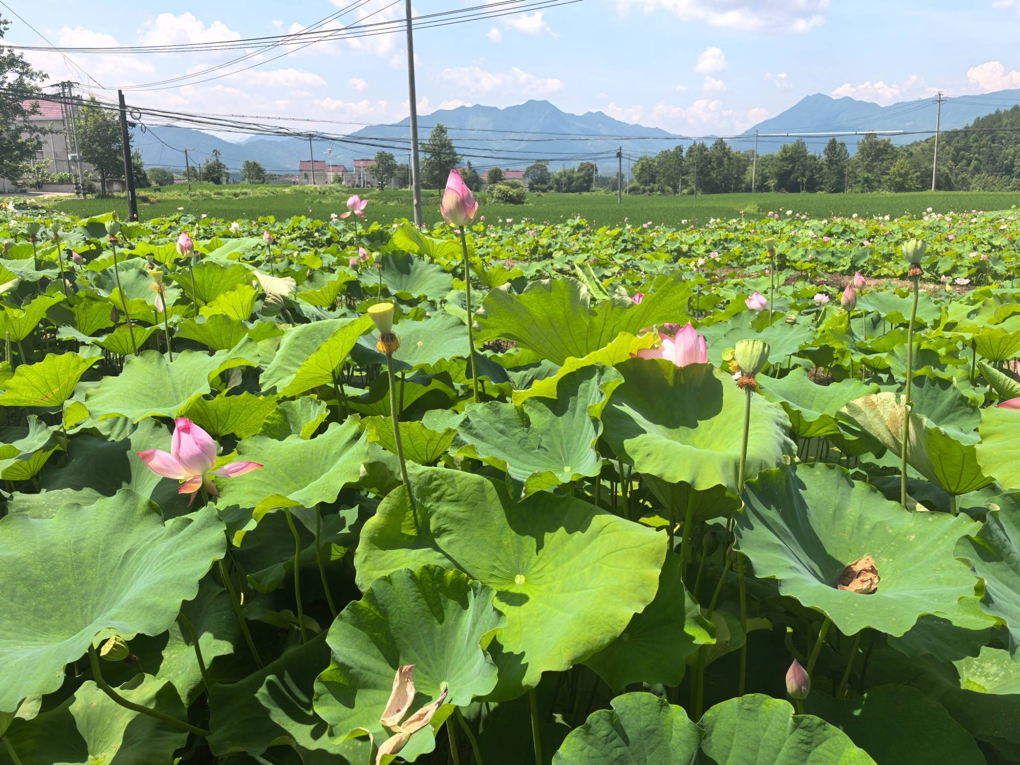 (新春走基层)山西长子:小豆子“变身”大产业 豆制品厂激活乡村发展动能