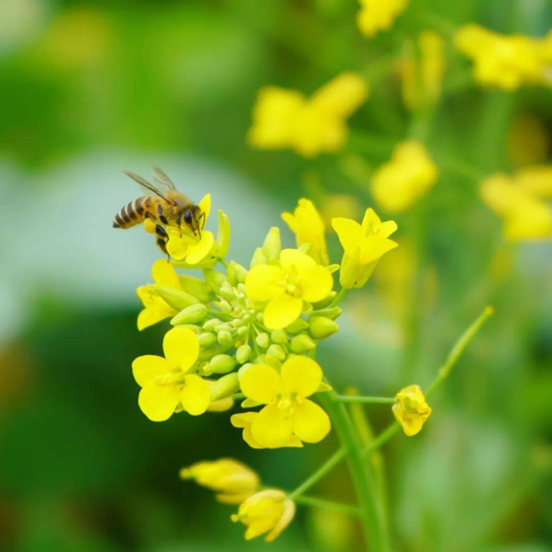 冬闲田变“黄金地” 湖南新田油菜花带动农旅融合