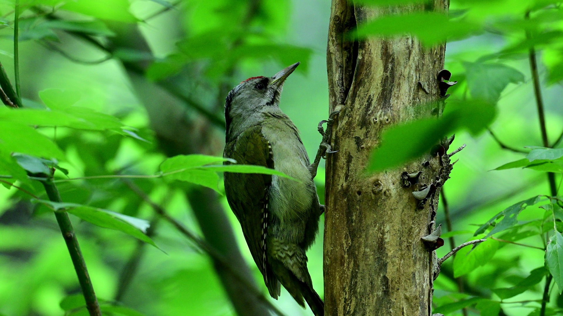 啄木鸟，还在啄人