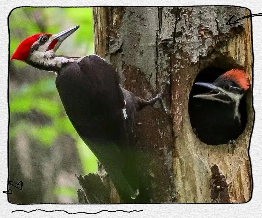 啄木鸟，还在啄人