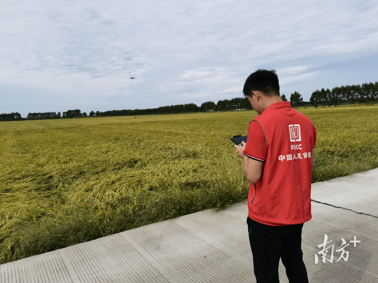 2026板栗行业市场现状及供需格局、未来前景深度分析_保险有温度,人保服务