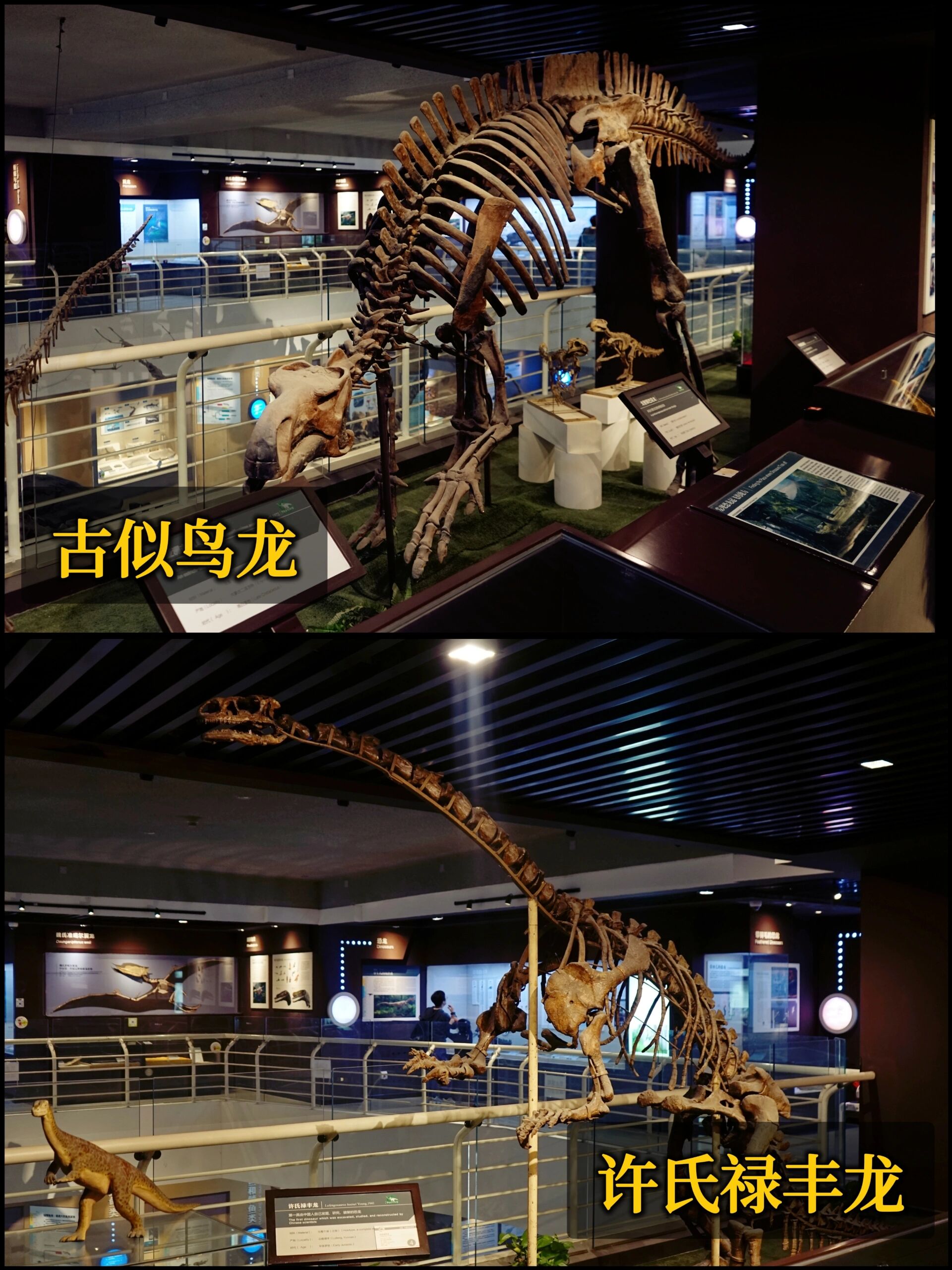 远古发现丨我国最完整羚牛化石现身贵州双河洞