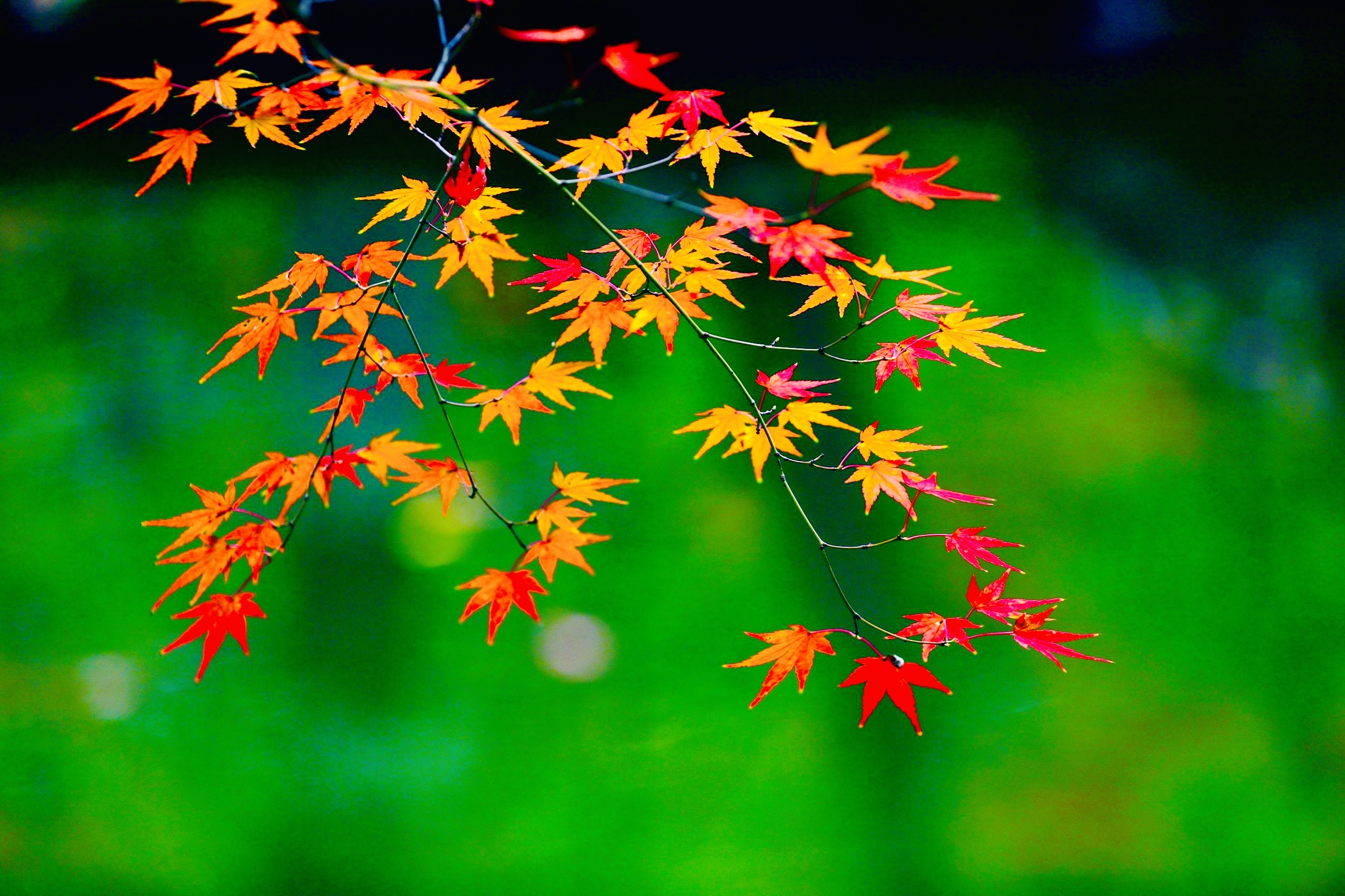 @投教人，“星火计划”邀您交作品啦！