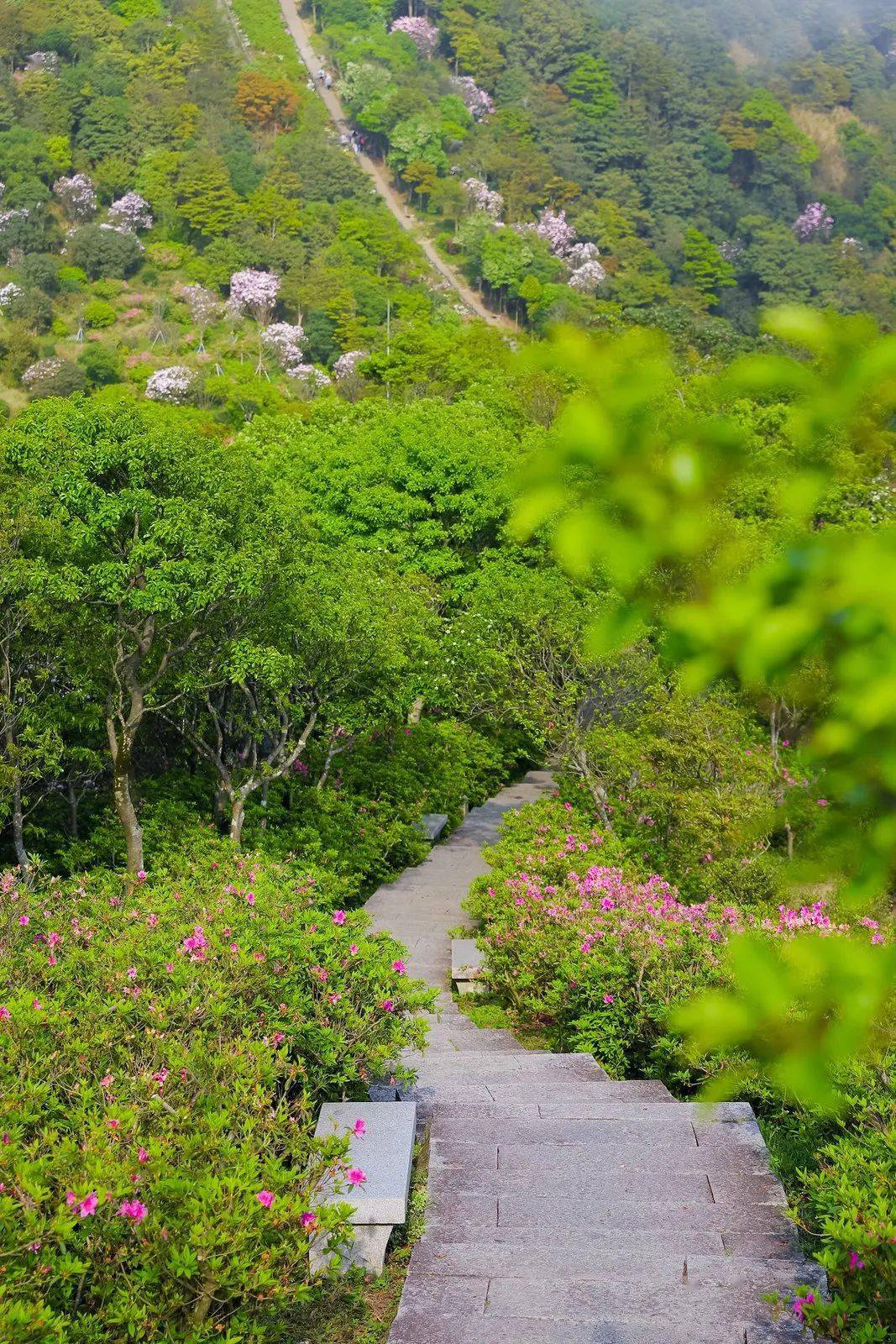 清明观察：AI点亮绿色归途，浙江探索生态殡葬新路