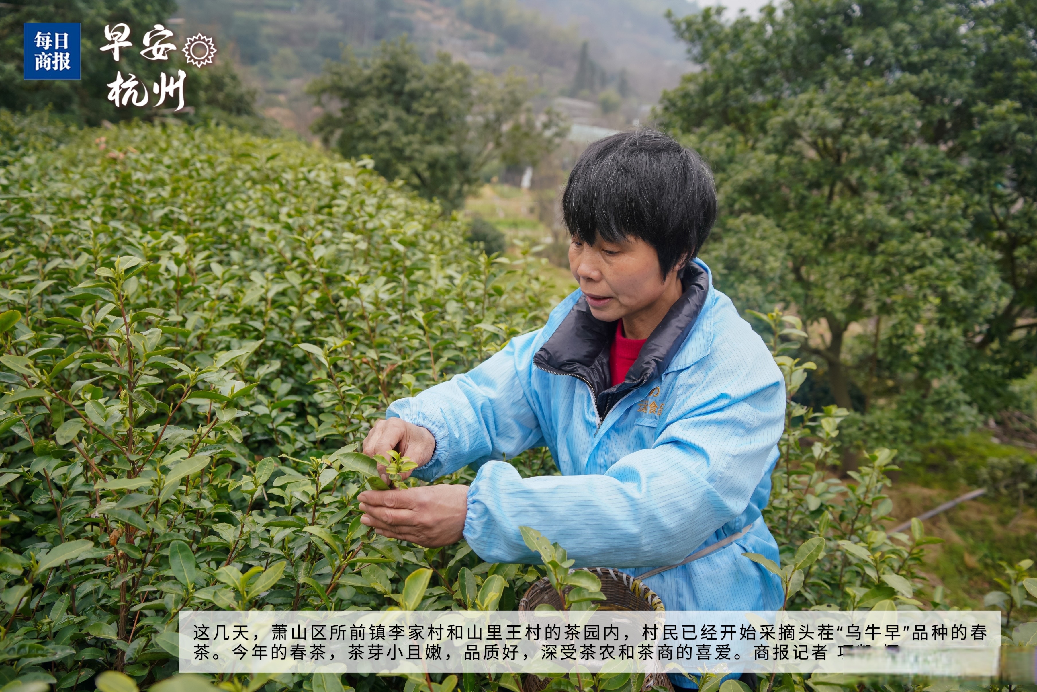 （乡村行・看振兴）贵州沿河千年古茶树迎来开采季