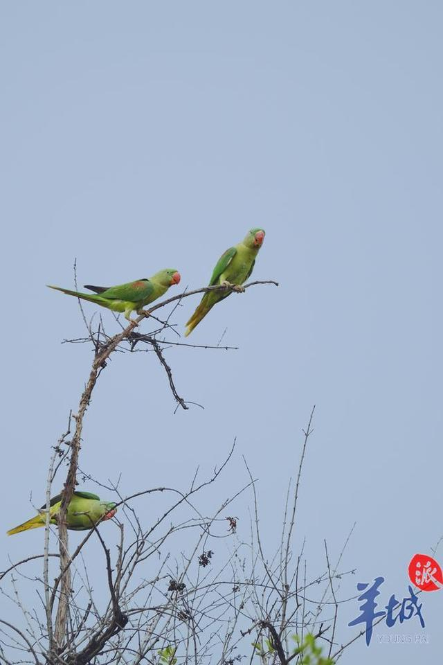 立方风控鸟·晚报（4月29日）